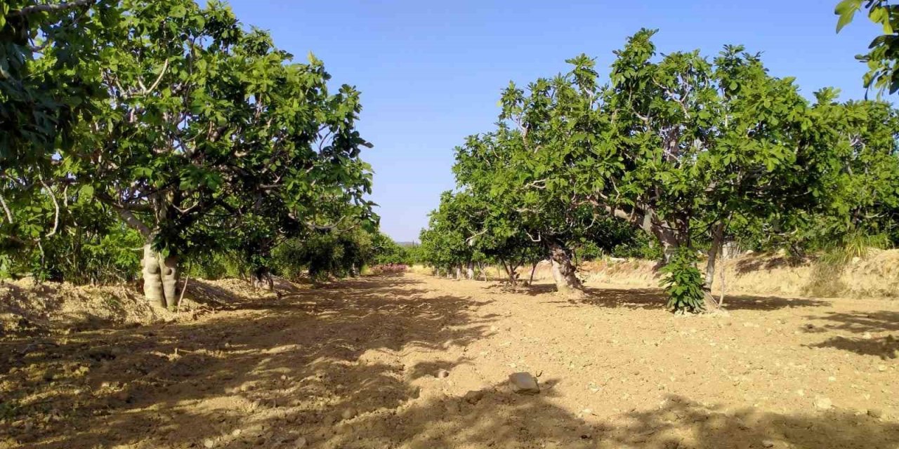 Buharkent, incir sezonuna hazırlanıyor