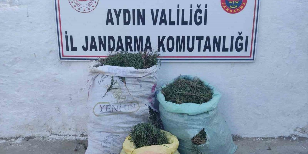 Didim’de 70 kilogram deniz börülcesi ele geçirildi