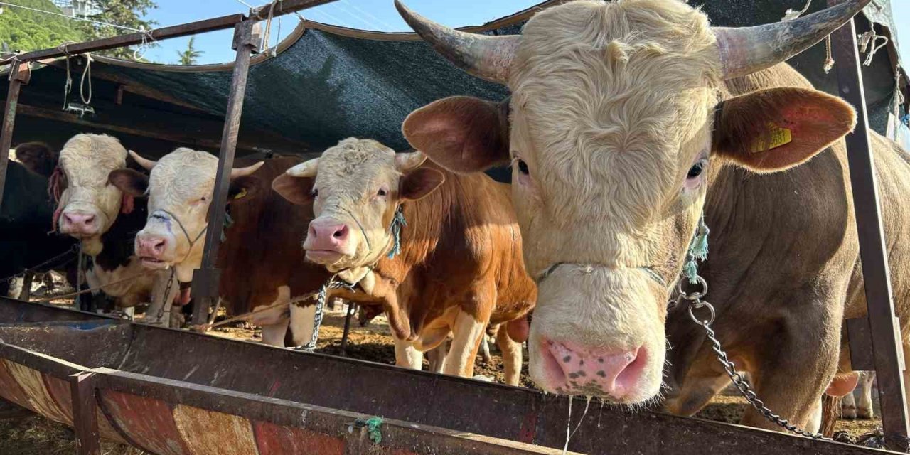 1 ton 50 kiloluk ‘Baron’ isimli dana 215 bine satıldı