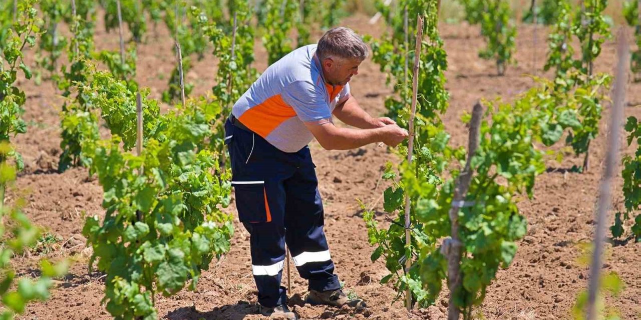 Bergama’nın geleneksel üzümleri yeniden canlanıyor