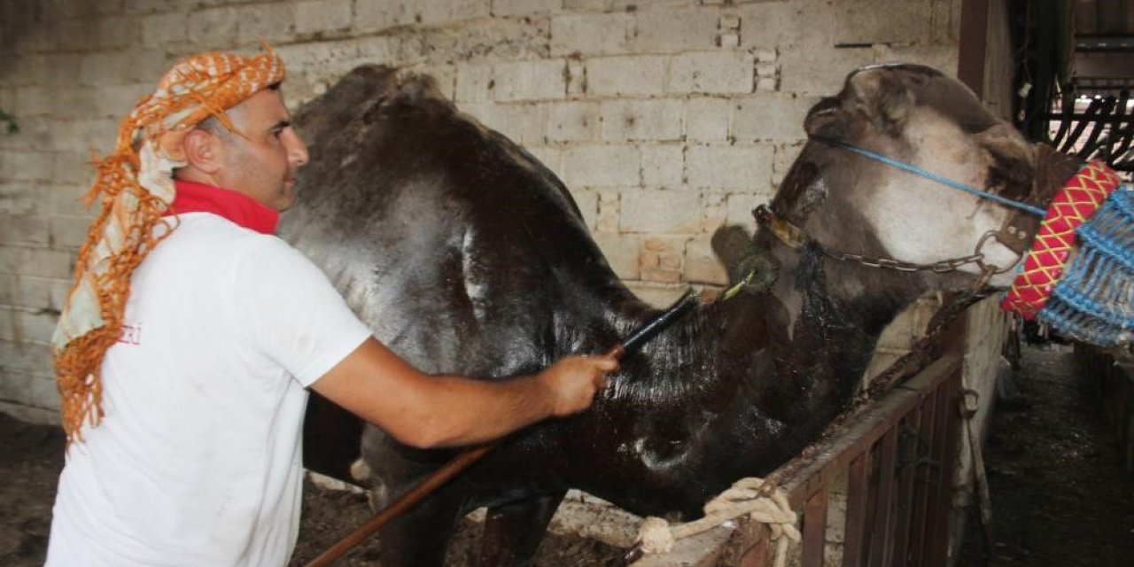Aşırı sıcaklar develerin huzurunu kaçırdı, Aydın’da develer yağlama ve yıkamaya alındı