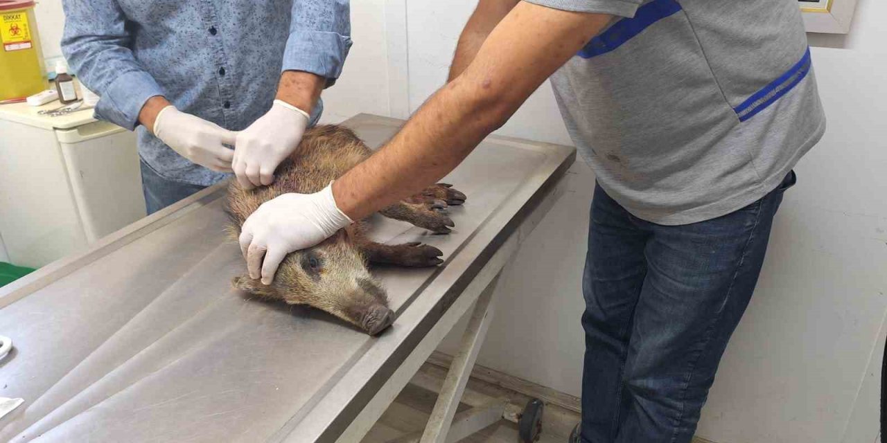 Bodrum’da 3 bin 738 sokak hayvanına müdahale edildi