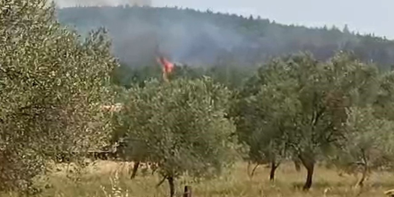 Bergama’da orman yangını