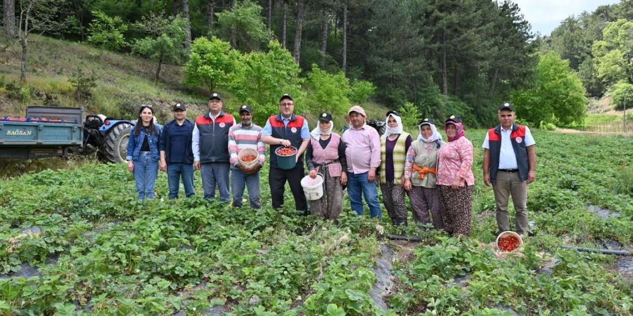 Denizli çilek üretiminde önemli bir konuma ulaştı