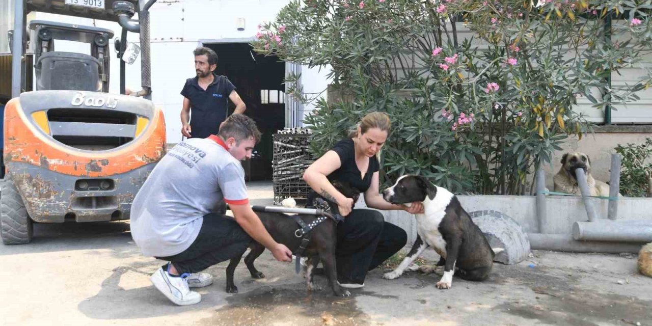 Hayvan barınağı tahliye edildi