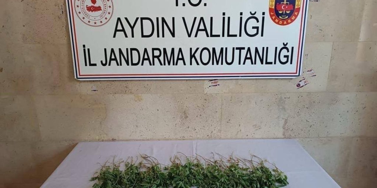 Germencik’te 25 adet hint keneviri ele geçirildi