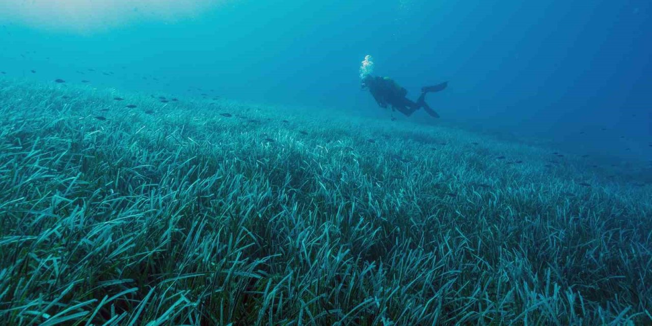 Göcek’te Mapa-Şamandıra sistemi ile denizlerin akciğerleri korunacak