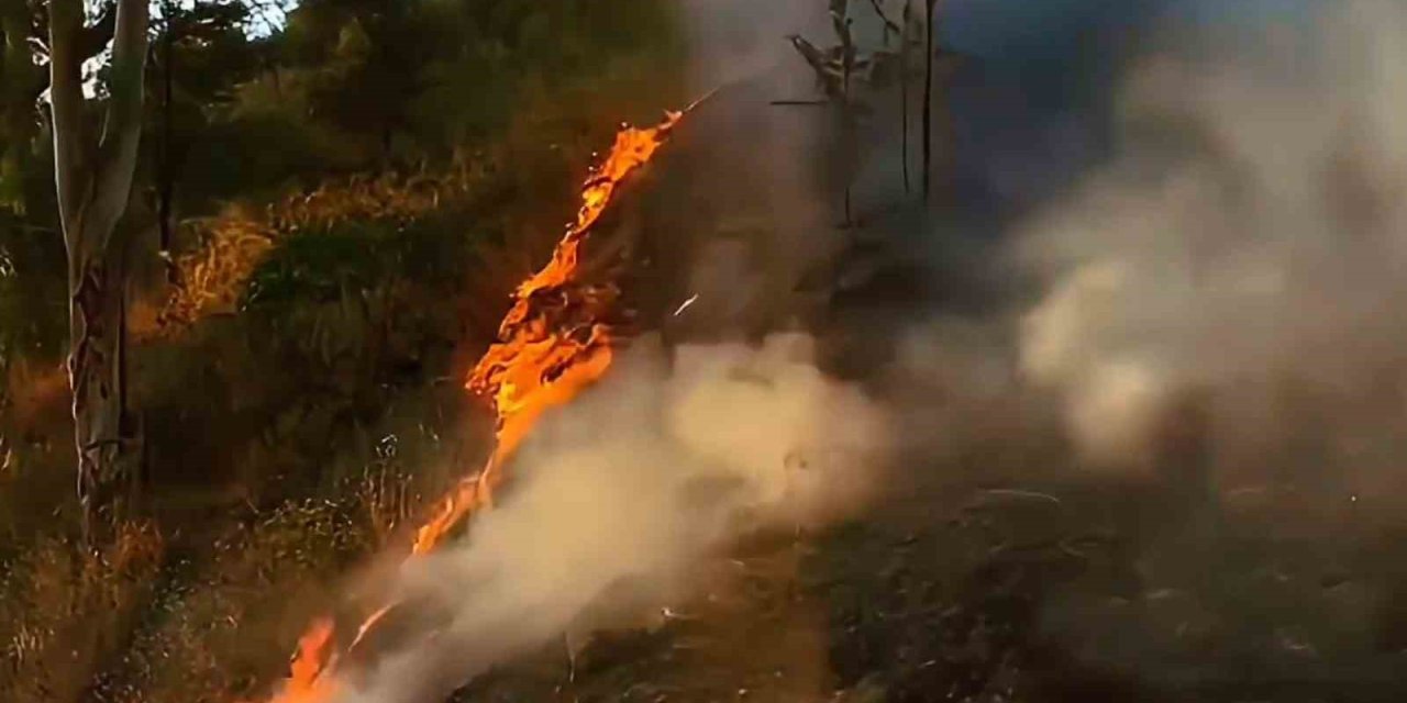 Söke’de makilik yangını