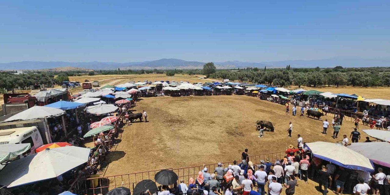 Tire’de 3. Geleneksel Boğa Güreşleri düzenlendi