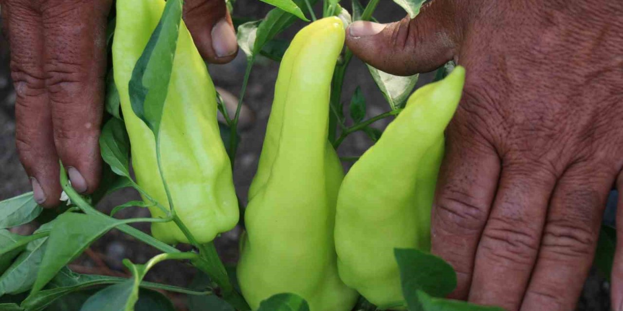 Tescilli Kale Biberinin hasadı başladı