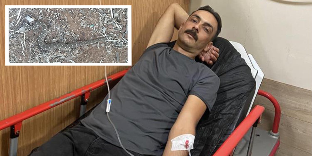 Yılanın ısırdığı MHP’li eski başkan hastaneye kaldırıldı