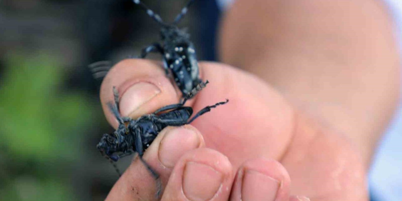 Muğla’da ilk defa görüldü, ekipler alarma geçti