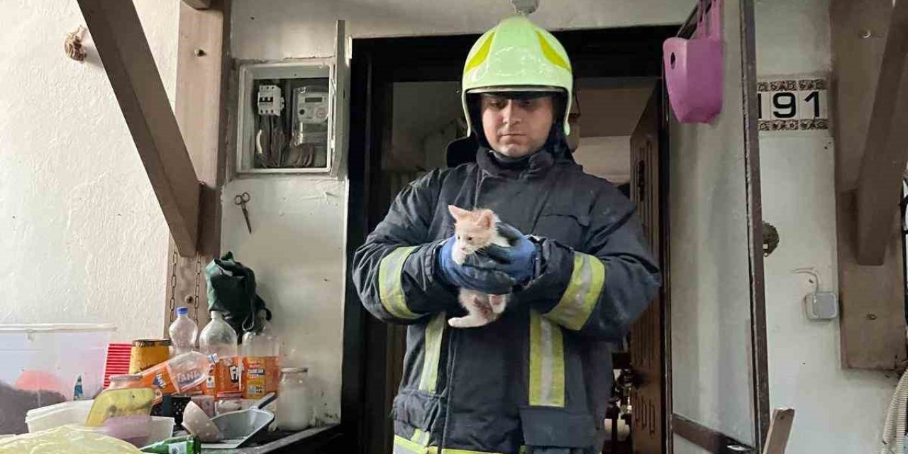 Yangından 6 kedi kurtarıldı