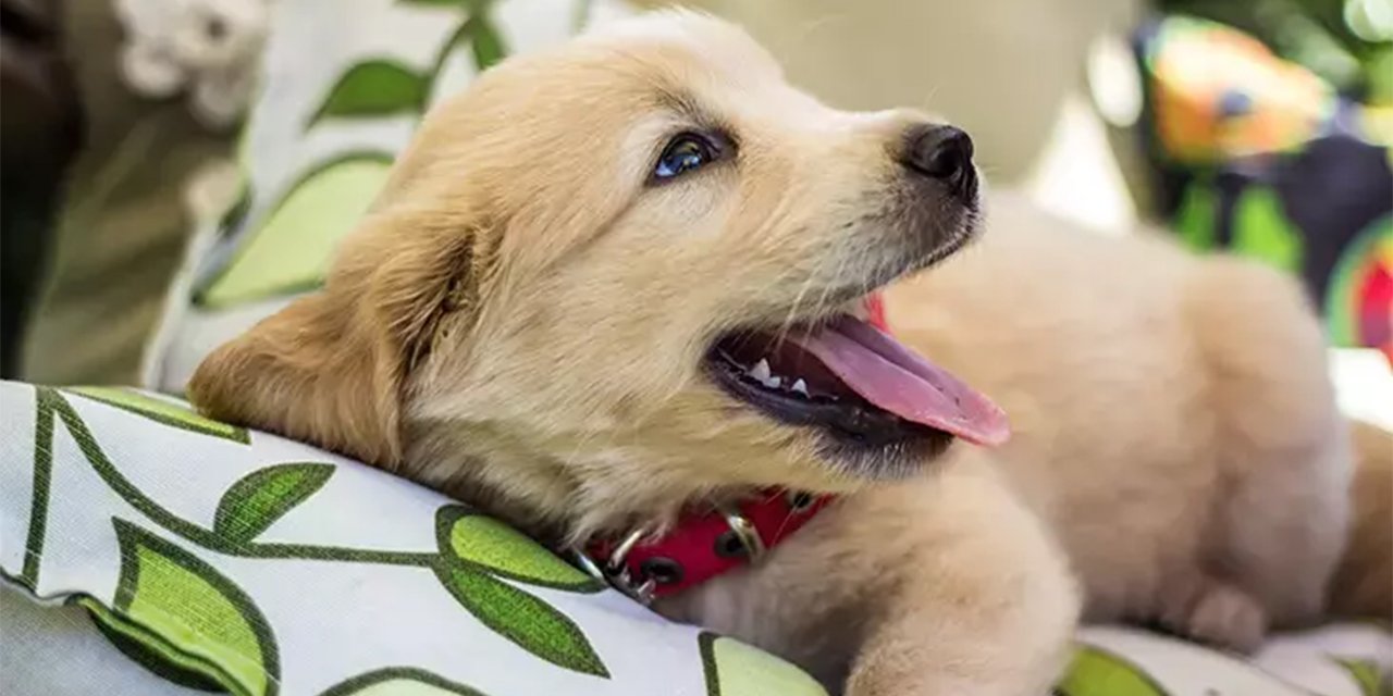 Rüyada hamile köpek görmek Diyanet İslam yorumu