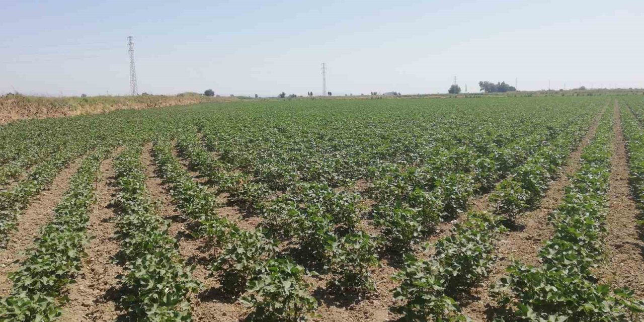 Aydın’ın ‘beyaz altın’ı gözetim altında