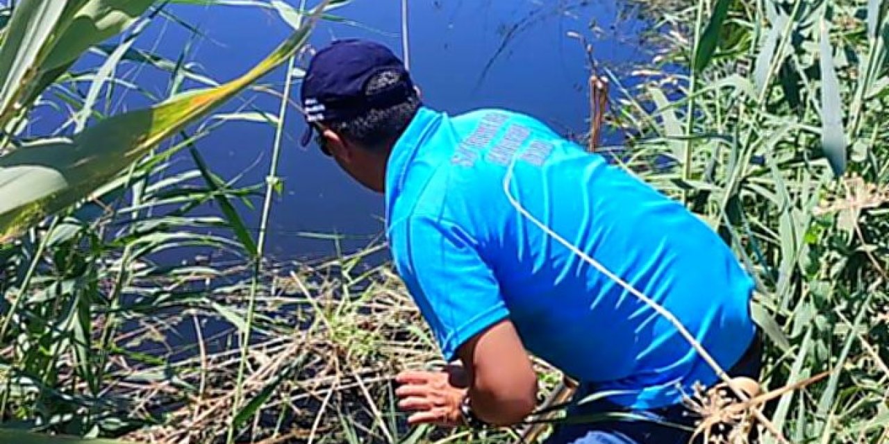 Söke’de balık ölümleri inceleme altında