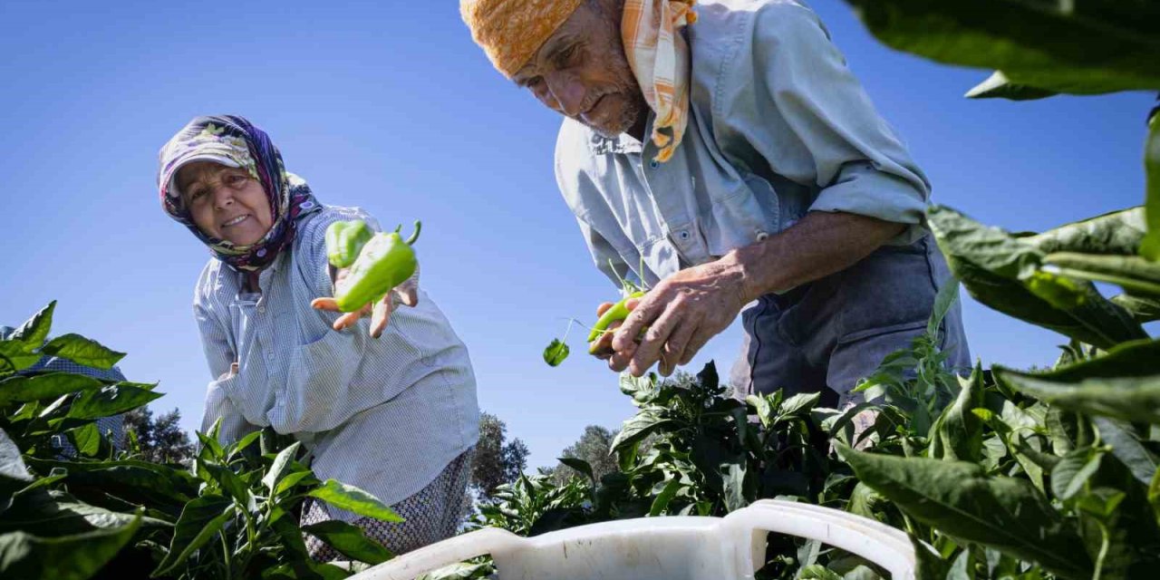Arslanlar biberi, Urfa isotunu tahtından ediyor: İtalyanlardan özel ilgi