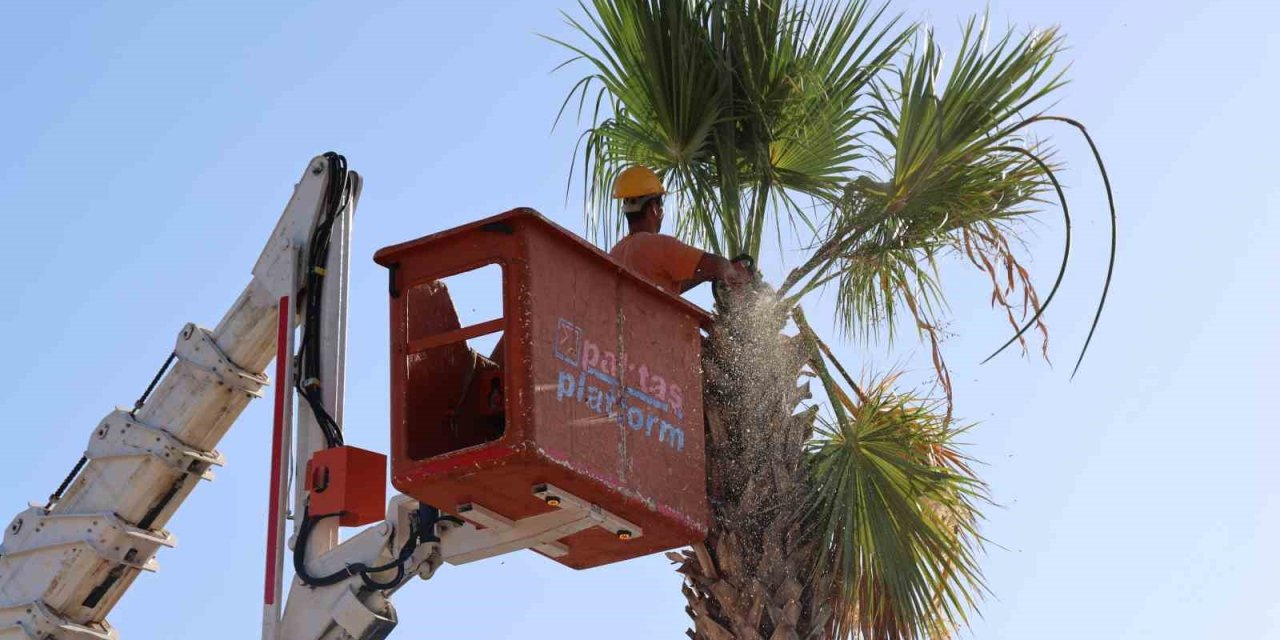 Marmaris’te palmiyelerin bakımı yapıldı