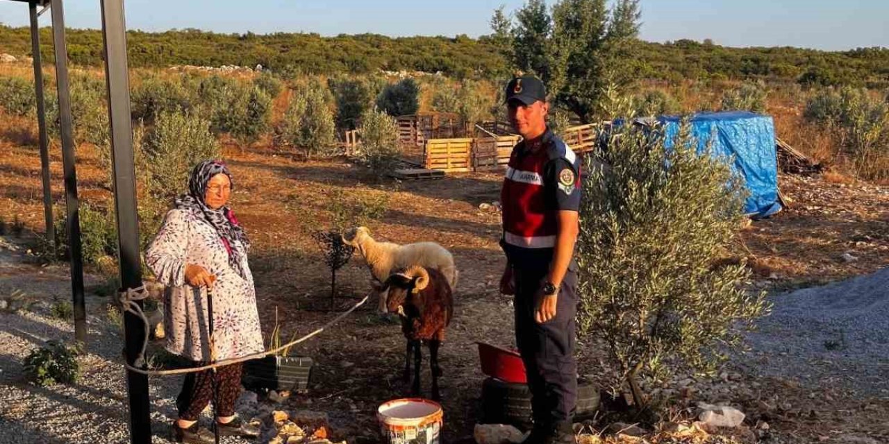 Kaybolan hayvanları jandarma buldu