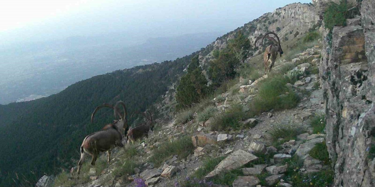 Denizli’nin dağlarında belgeseli aratmayan görüntüler