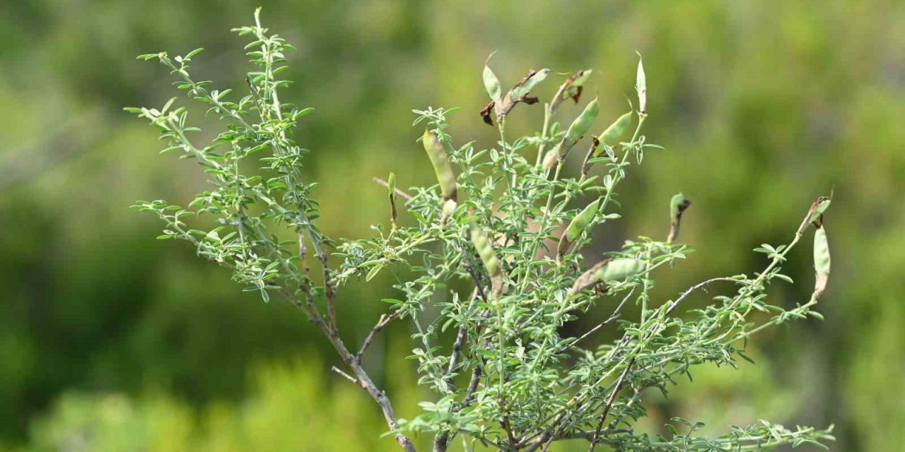 Egeli bilim adamı Prof. Dr. Yıldırım, ’İzmirborçağı’nı literatüre kazandırdı