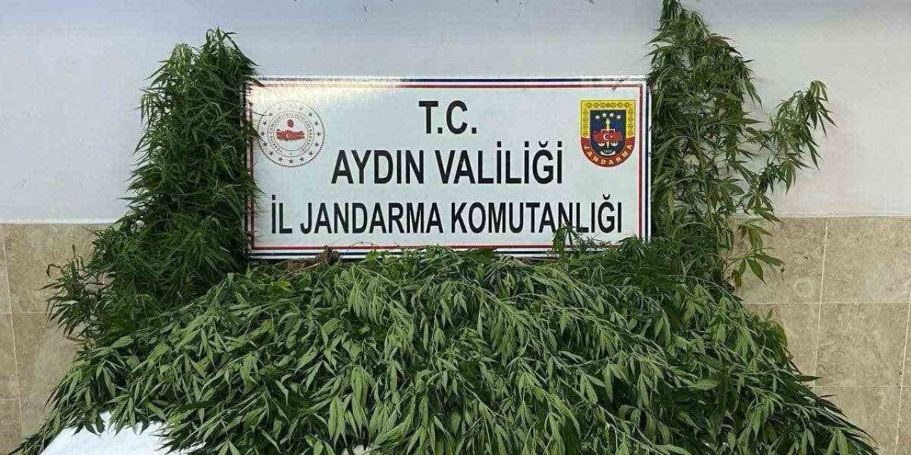 Nazilli’de evin bahçesinde 100 kök kenevir ele geçirildi
