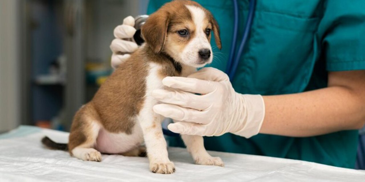 Atlas Veteriner Kliniği ile kedi ve köpeklerde davranış sorunlarının giderilmesi