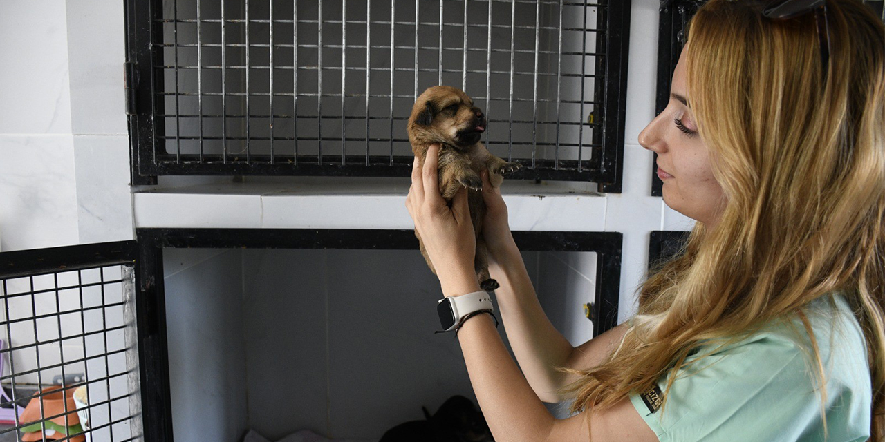 Yangından kurtarılan can dostlar her geçen gün iyileşiyor