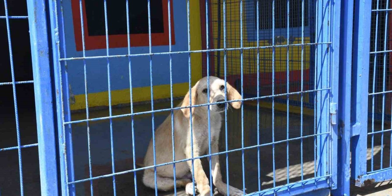 Kuşadası Belediyesi’nin orman yangınından kurtardığı can dostlar her geçen gün iyileşiyor