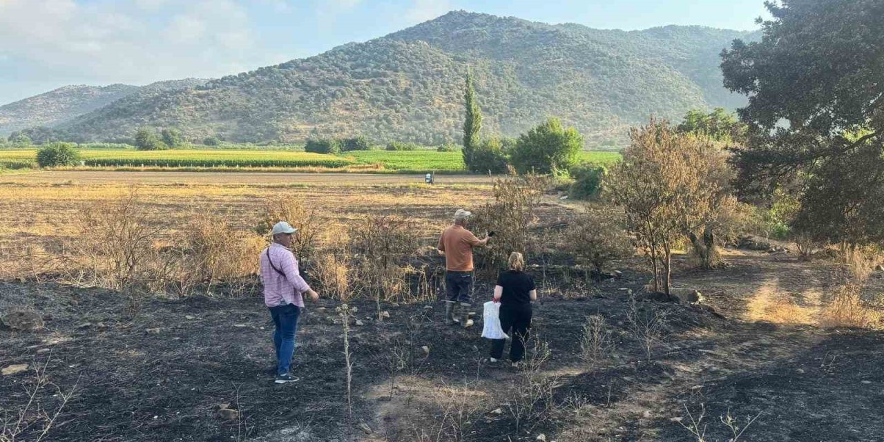 Söke’de yangından etkilenen 500 dekarlık zeytinlik alanında hasar tespiti yapıldı
