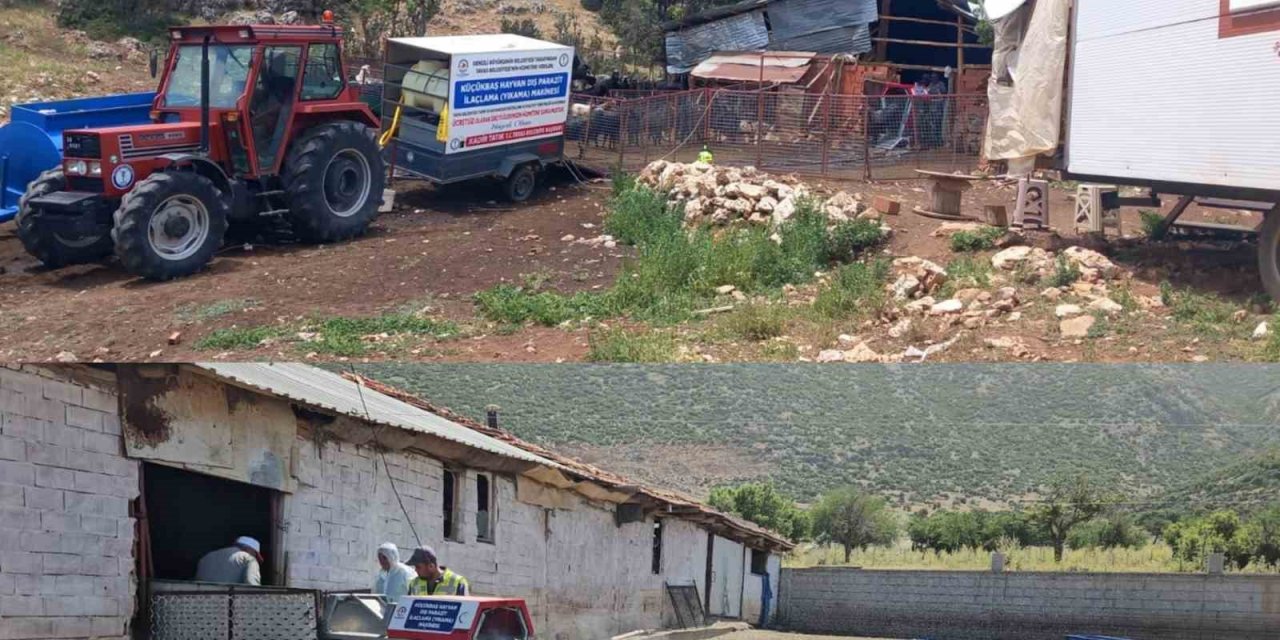 Tavas Belediyesi 21 bin 735 küçükbaş hayvana parazit bakımı yaptı
