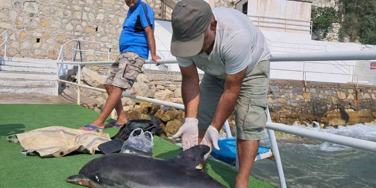 Kuşadası’nda ölü yunus karaya vurdu