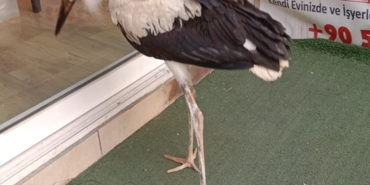 Yuvadan düşen leylek yavrusu doğaya salındı