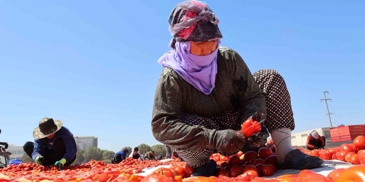 Kuru domatesler ilk 6 ayda 63 milyon dolar ihraç edildi, hedef 100 milyon dolar
