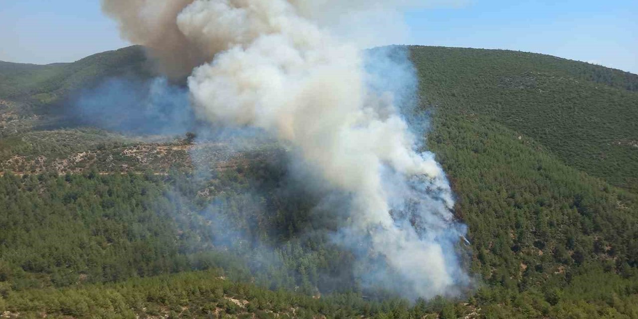 Bodrum’da orman yangını