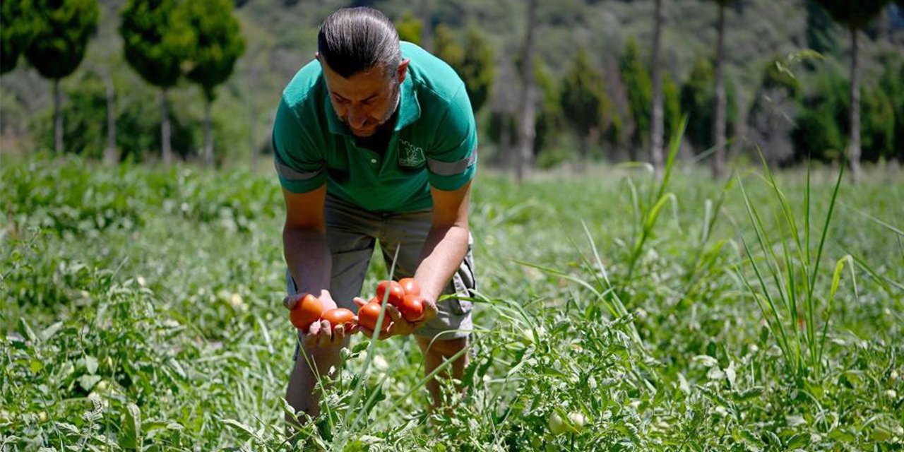 Adabahçe’yi yazın bereketi sardı