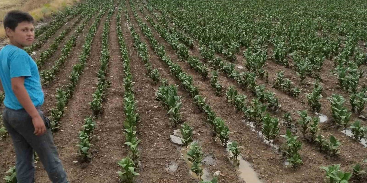 Tavas’ta 4 ay sonra yağan yağmur umut oldu