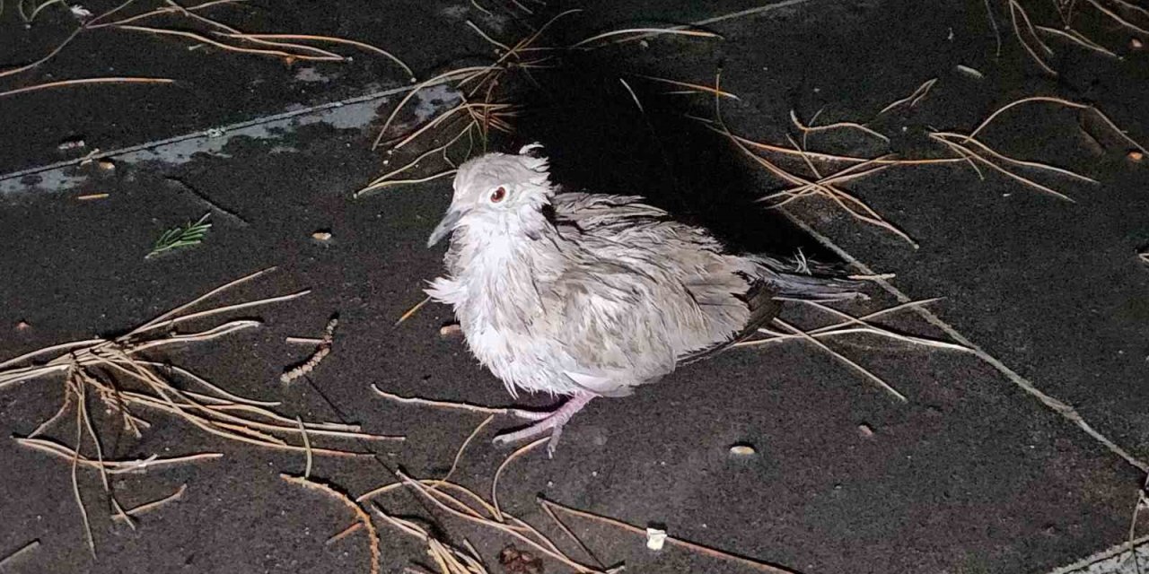 Fırtına ve sağanak evsiz bıraktı