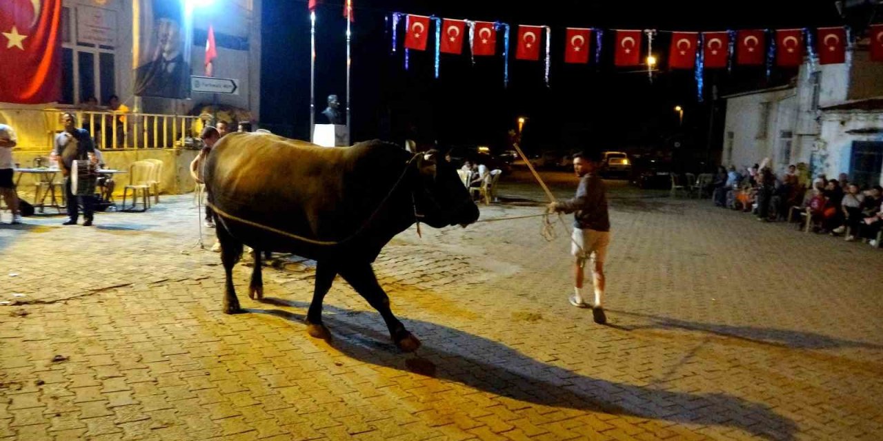 Muğla’da boğalar güreş öncesi görücüye çıkarıldı