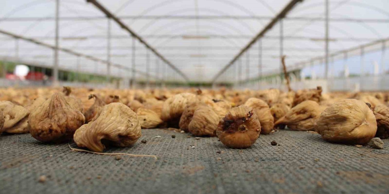 Kuru incir ihracatı 140 milyon dolara yükseldi