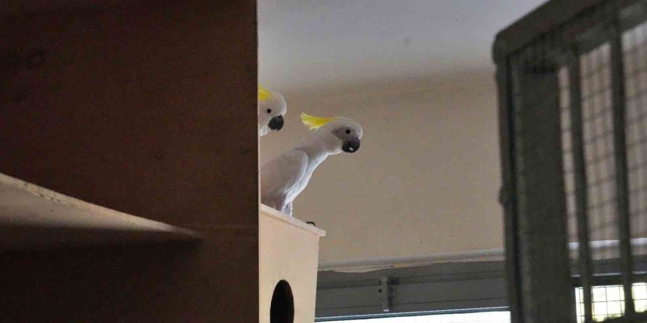 Kakadu papağanı ailesinin 15 yıl sonra ilk yavrusu dünyaya geldi