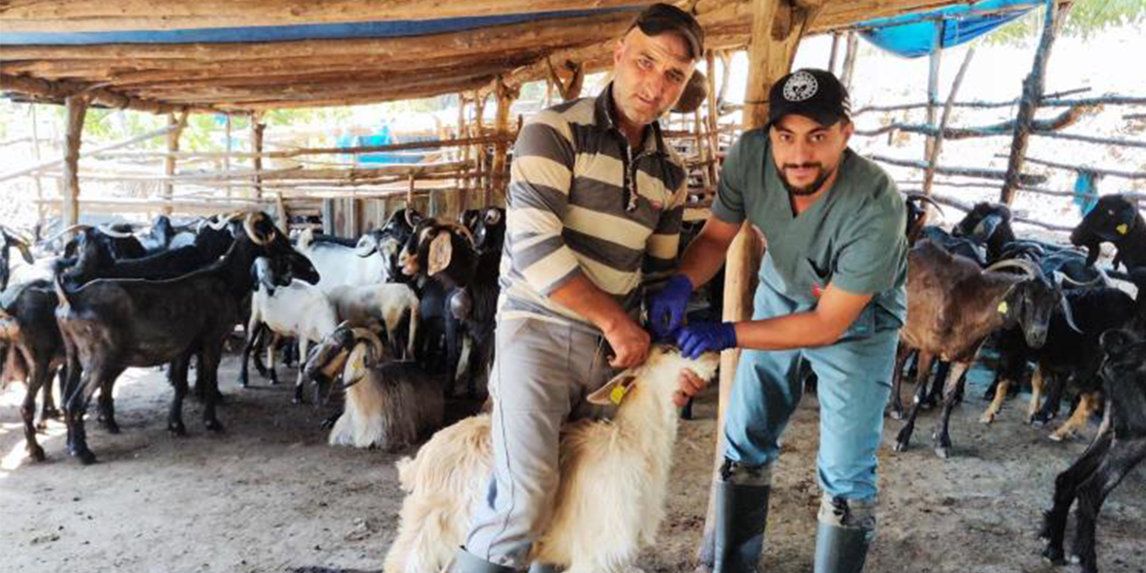 Efeler’de küçükbaş hayvanlar hastalıklara karşı aşılanıyor