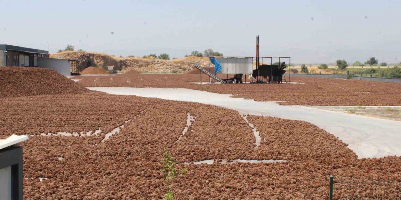 Aydın’ın sıcağı ekonomiye dönüştürülüyor