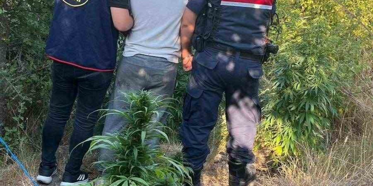 Söke’de 18 kök hint keneviri ele geçirildi