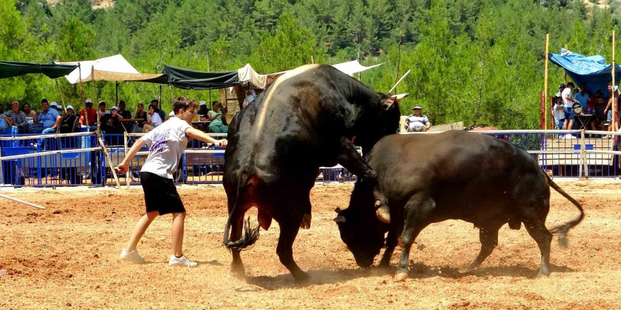 Menteşe’de boğalar kıran kırana mücadele etti