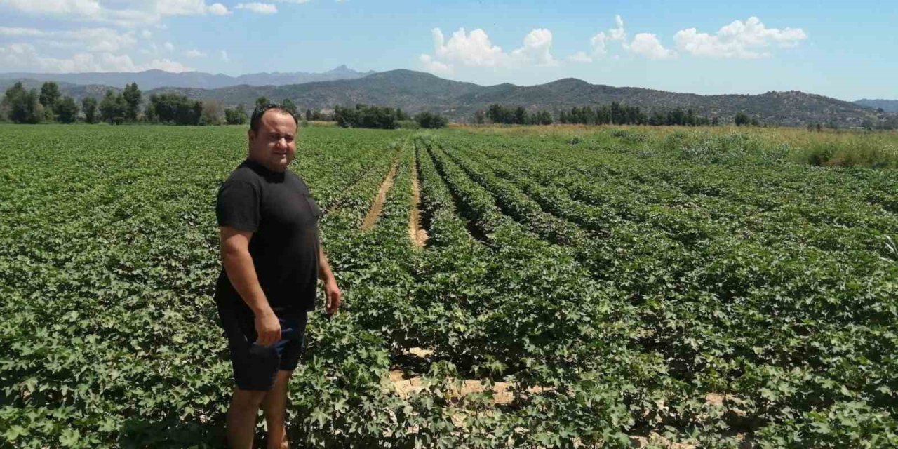 Söke’de pamuk alanlarında kontroller devam ediyor