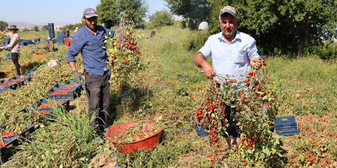 Domateste salçalık üzdü, sofralık ve ihracat sevindirdi