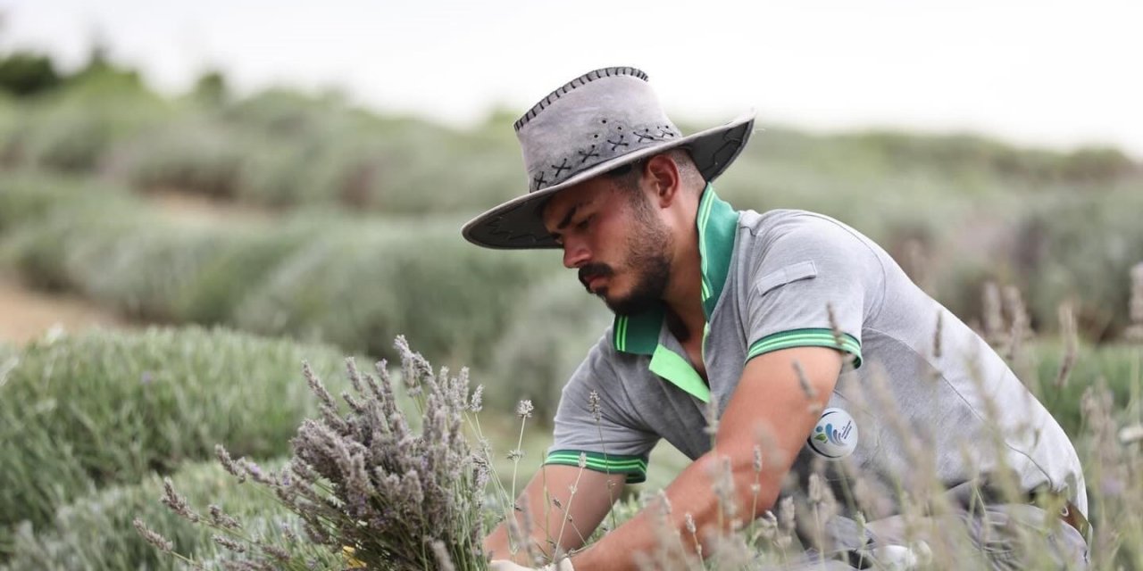 Merkezefendi’nin mor güzelliğinde hasat tamamlandı