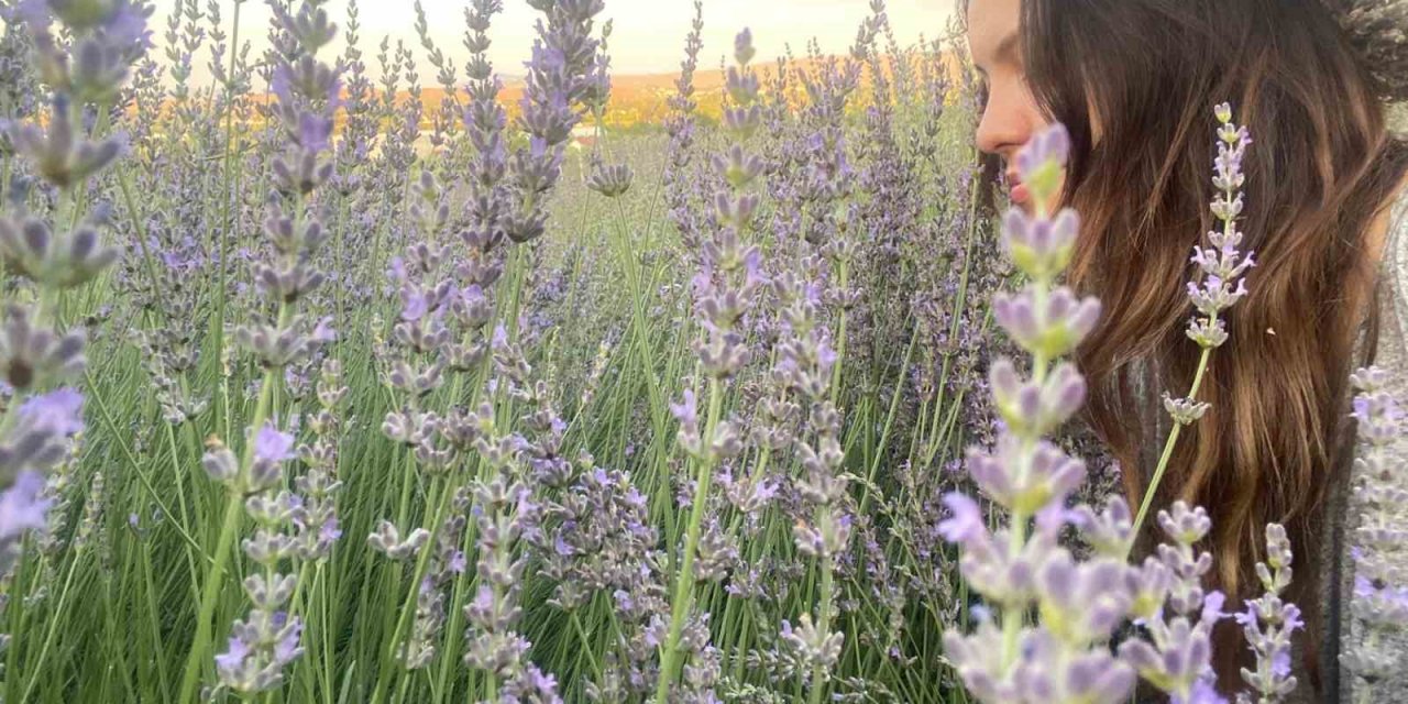 Seferihisar’da lavanta hasadı zamanı