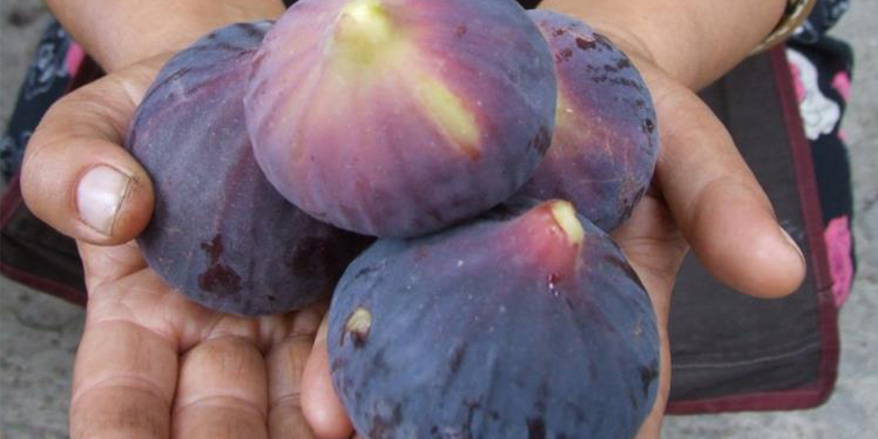 İngiliz Kraliyet Ailesi’nin sofralarını süsleyen siyah incirde hasat ve ihracat tarihi belli oldu